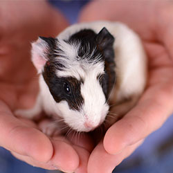 How To Raise A Healthy Baby Guinea Pig ...